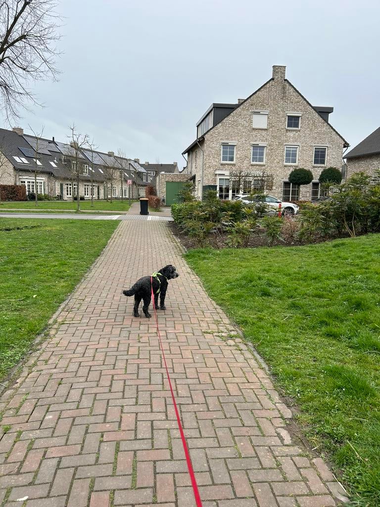 🐾 Oppas voor hond of huis (evt. paard), Particuliere oppas