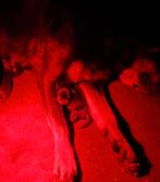 Prachtige lieve Rottweiler pups, Parvo, 8 tot 15 weken, Meerdere, Meerdere dieren