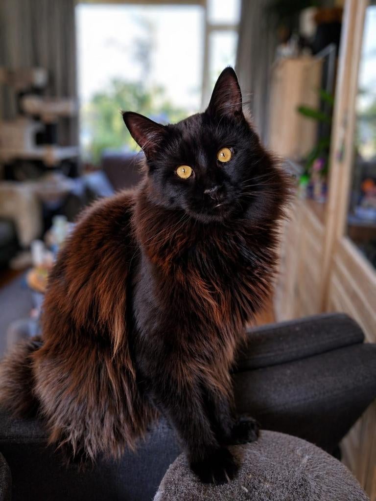 Main Coon kater 11 mnd, Dieren en Toebehoren, Kater, Gechipt