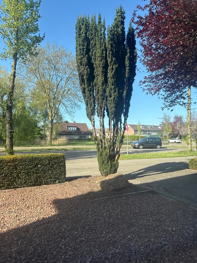 Italiaanse cipressen - Creëer een mediterrane sfeer, Tuin en Terras, Planten | Bomen, Volle zon, Bloeit niet, Ophalen of Verzenden