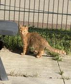 Kittens, Kater, 0 tot 2 jaar