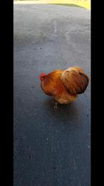 Cochin-haan gratis af te halen, Mannelijk, Kip