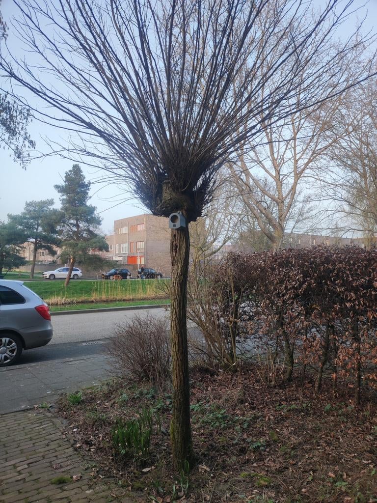 Bolboom - Prachtige boom voor elke tuin, Tuin en Terras, Planten | Bomen, Bloeit niet, Ophalen of Verzenden, 250 tot 400 cm, Volle zon