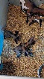 2 papfles bok lammetjes aangeboden voor goed huis., Mannelijk, Geit