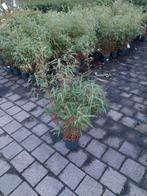 Bamboe struiken fargesia, woekert niet, Ophalen, Bloeit niet, Overige soorten, Halfschaduw