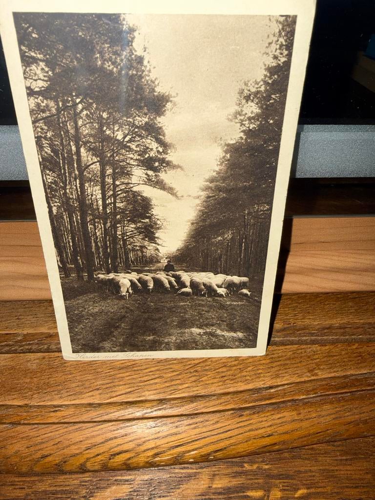 Oude Ansichtkaart: Herder met Schapen, Uitg. Weenink & Snel, Ophalen of Verzenden, Voor 1920, Gelopen, Zuid-Holland