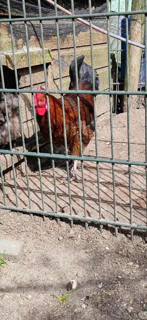 Araucana haan 2025, Dieren en Toebehoren, Pluimvee, Mannelijk, Kip