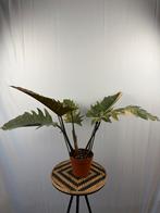 Philodendron Caramel Marble - Mooie grote plant!, Huis en Inrichting, Kamerplanten, Overige soorten, In pot, Minder dan 100 cm