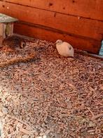 Chinese dwergkwartels, Meerdere dieren