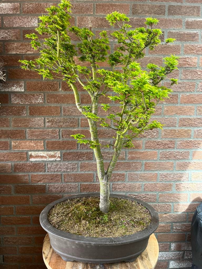 Bonsai Acer Shishigashira, Halfschaduw, Overige soorten, Lente, Minder dan 100 cm