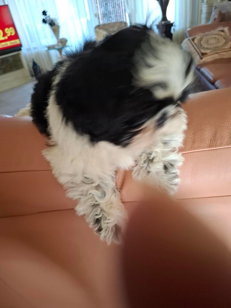 Zeer mooi raszuiver shih tzu reutje, HCC (leverziekte), 8 tot 15 weken, Eén hond, Nederland