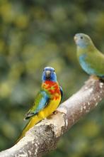 Splendidparkieten wildkleur, Dieren en Toebehoren, Vogels | Parkieten en Papegaaien, Meerdere dieren, Parkiet, Geringd