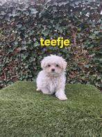 Te koop mooie speelse kleinblijvende boomer pups, Dieren en Toebehoren, Parvo, Overige rassen, 8 tot 15 weken, Meerdere