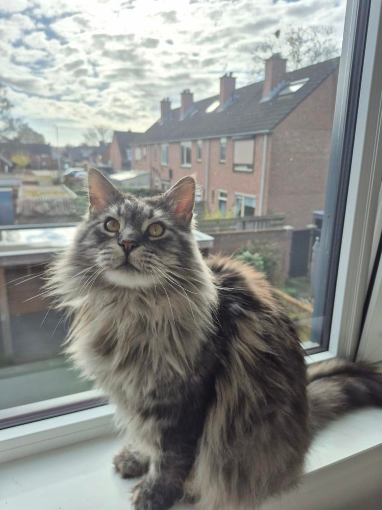Maincoon(s), Dieren en Toebehoren, Katten en Kittens | Raskatten | Langhaar, Kater