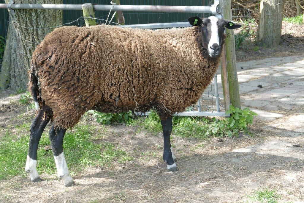 Twee zwartbles ooien te koop, Dieren en Toebehoren, Vrouwelijk, Schaap, 0 tot 2 jaar