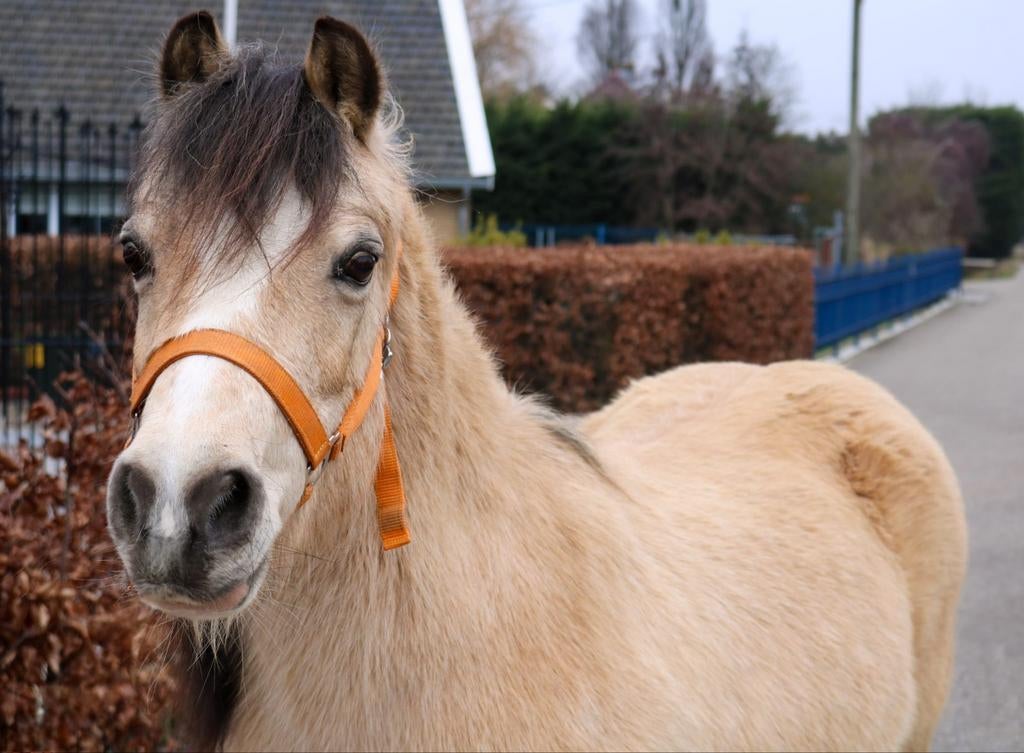 Wij hebben diverse lease paarden en pony's beschikbaar!, Dieren en Toebehoren, Ophalen, Nieuw
