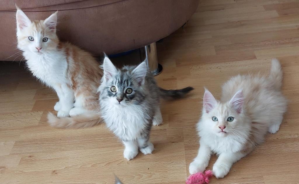 maine coon kittens, 3 poesjes, 2 katertjes, Dieren en Toebehoren, Katten en Kittens | Raskatten | Langhaar, Meerdere dieren, 0 tot 2 jaar