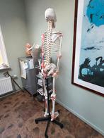 Anatomisch model skelet voor praktijk, Ophalen of Verzenden