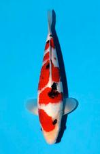 Combi trommelfilter SUPER prijs incl biokamer bewegend bed, 5384sg, Heeschkoi, Nieuw, Ophalen of Verzenden