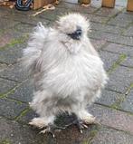 Zijdehoen haan (karel), Dieren en Toebehoren, Pluimvee, Mannelijk, Kip