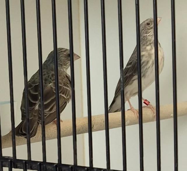 Koppel edelzangers te koop man 23, pop 24 geringd, Dieren en Toebehoren, Vogels | Overige Vogels, Meerdere dieren, Geringd