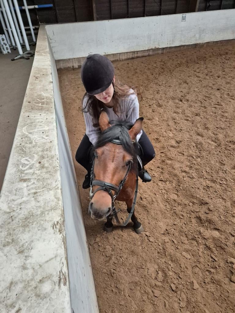 Omgeving LEIDEN verzorgpony gezocht/ruiter aangeboden, Ophalen of Verzenden, Nieuw