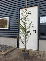 Quercus Ilex / steen eik boom (Groenblijvend!!), In pot, Halfschaduw, 100 tot 250 cm, Overige soorten