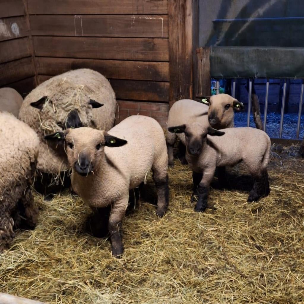 Hampshire Down ooi lammeren te koop, Dieren en Toebehoren, Vrouwelijk, Schaap, 0 tot 2 jaar