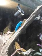 Lygodactylus williamsi, Ophalen