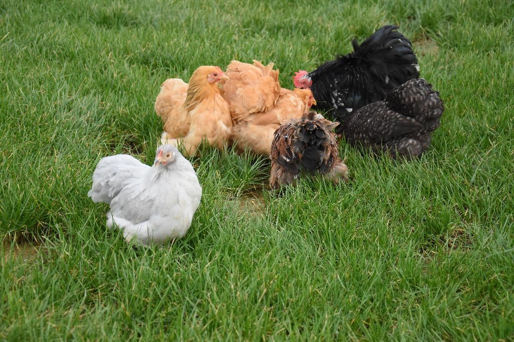 Cochin krielkippen | Vriendelijke kippen | Rustige kip, Vrouwelijk, Kip