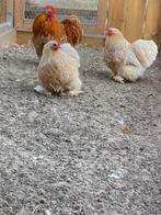 Cochin kriel broedeieren, Dieren en Toebehoren, Geslacht onbekend, Kip