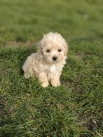 Heel mooie Maltipoo pupjes te koop, Dieren en Toebehoren, Honden | Niet-rashonden, Parvo, België, 15 weken tot 1 jaar, Meerdere