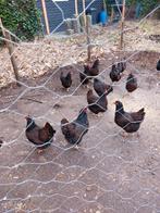 Broedeieren dubbelgezoomde barnevelders, Dieren en Toebehoren, Geslacht onbekend, Kip