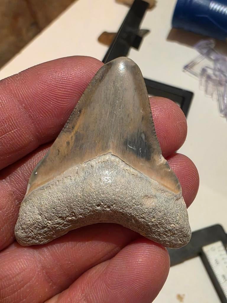 Prachtige megalodon tand uit bone valley Florida 5,1 cm., Ophalen of Verzenden, Fossiel
