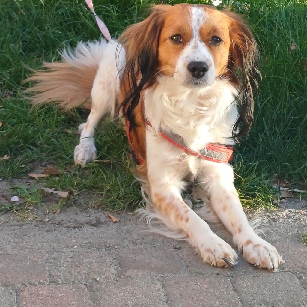 Kooiker dekreu aangeboden, Reu, Eén hond, 3 tot 5 jaar, Nederland