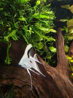 2x maanvis, Dieren en Toebehoren, Vis