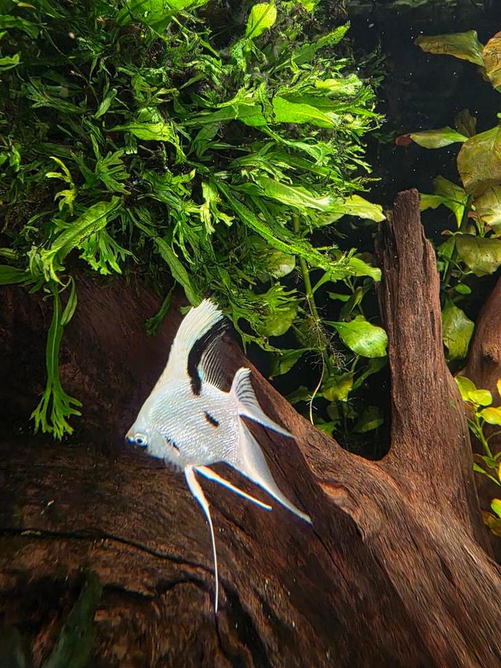 2x maanvis, Dieren en Toebehoren, Vissen | Aquariumvissen, Vis