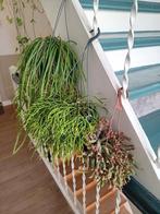 3 hangplanten / vetplanten 30-60cm, Ophalen, Vetplant, Halfschaduw, In pot