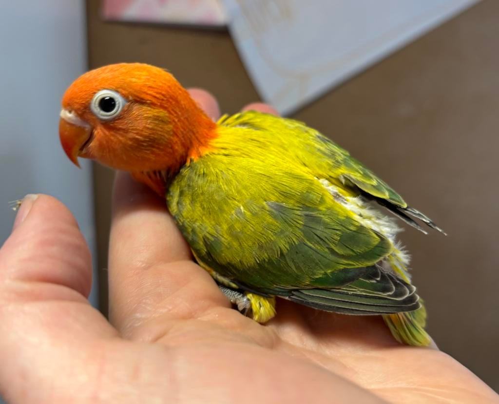 Jonge agapornis Fischeri dwergpapegaaitjes, Dieren en Toebehoren, Vogels | Parkieten en Papegaaien, Meerdere dieren, Dwergpapegaai of Agapornis