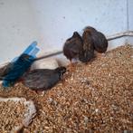 4 chinese dwergkwartels haantje., Mannelijk, Tropenvogel