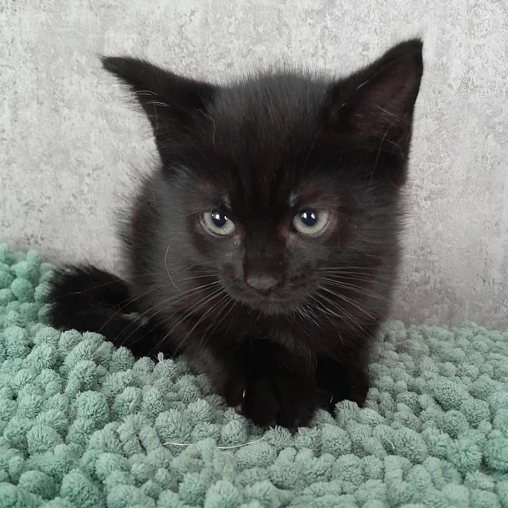 Jonge kitten... Poesje... enting... gezondheidscheck... etc, Dieren en Toebehoren, Poes, 0 tot 2 jaar