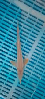 Albino Sterlet Ruthenus 35/40CM, Steur