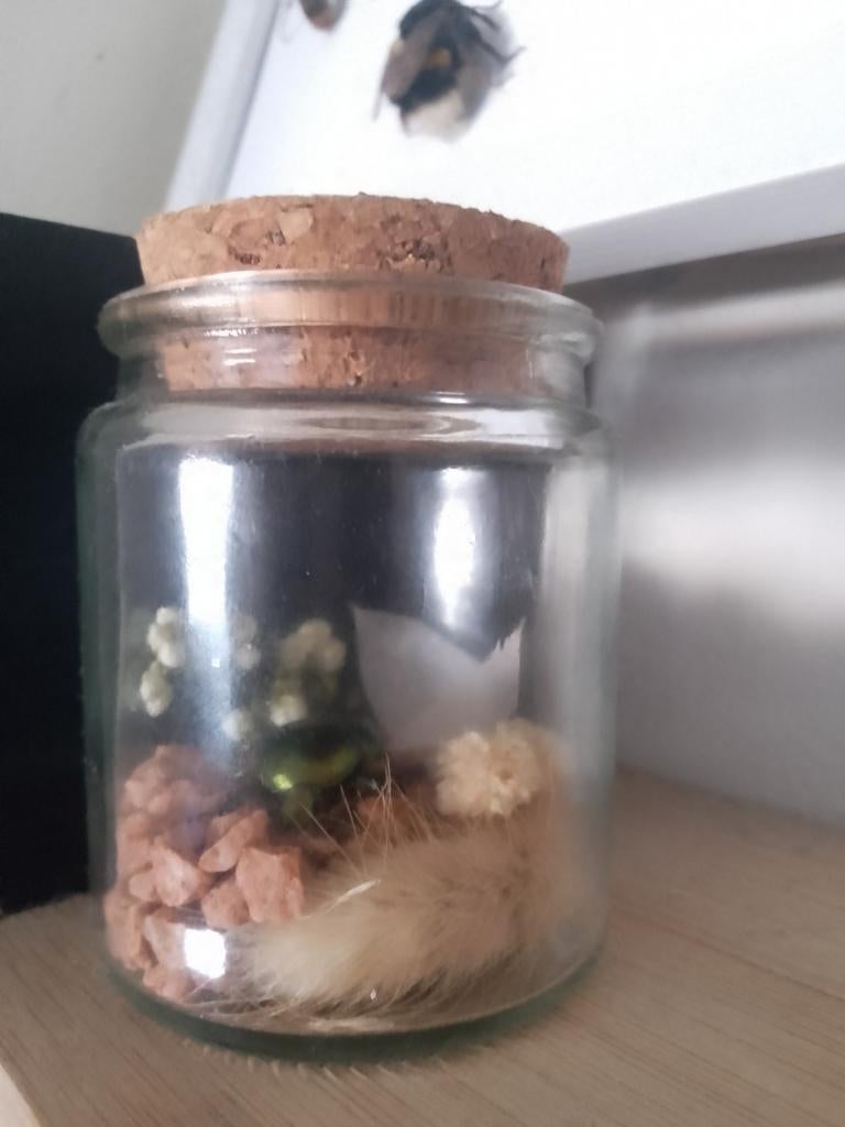 Insect taxidermie, Ophalen, Nieuw, Insect, Opgezet dier