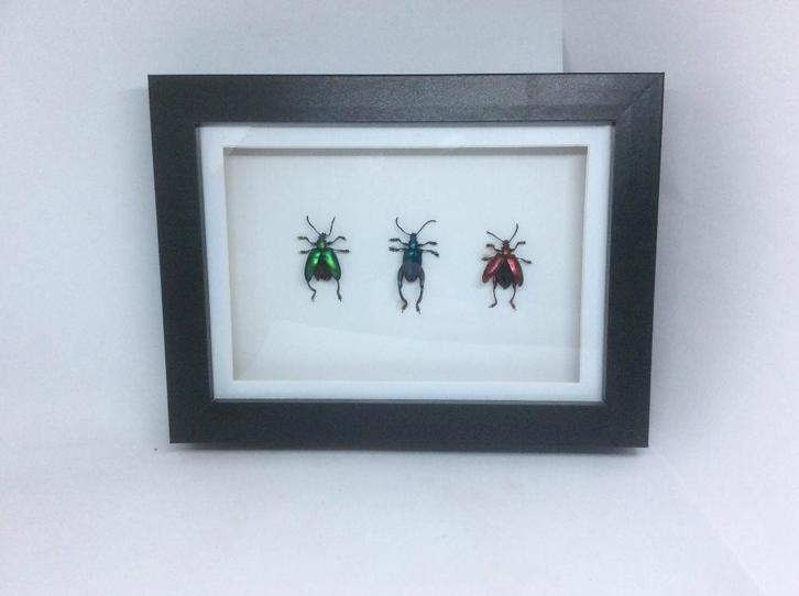 insekten Sagra Longicollius, Dieren en Toebehoren, Insecten en Spinnen, Overige soorten