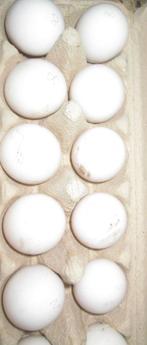 lakenvelder broedeieren, Dieren en Toebehoren, Pluimvee, Geslacht onbekend, Kip