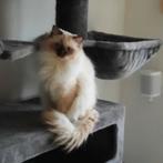 Ragdoll herplaatser gecastreerd met stamboom