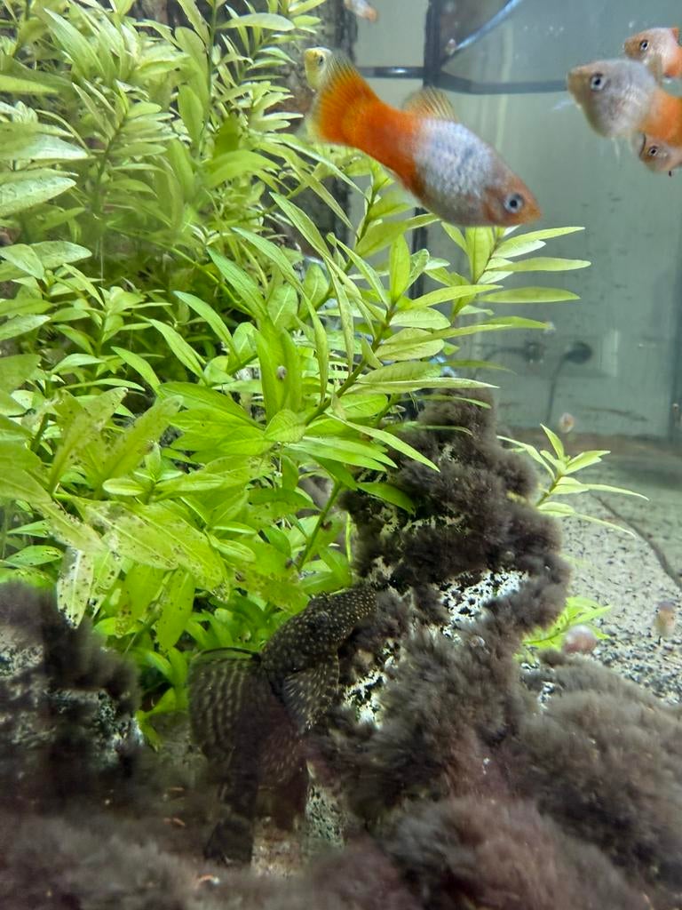 Diverse platy’s & Dwergplectomussen, Vis