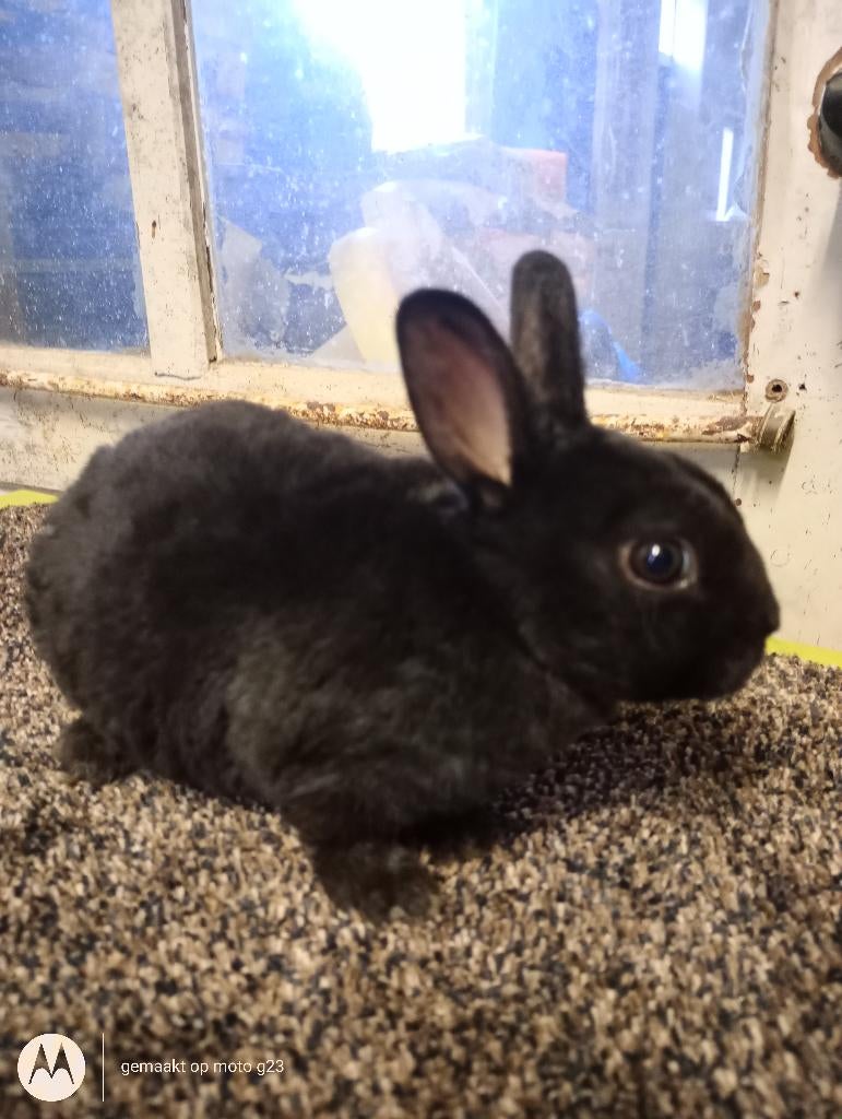 Rex dwerg voedstertje, Dieren en Toebehoren, Vrouwelijk, Dwerg, 0 tot 2 jaar