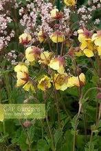 Geum Lisanne - nagelkruid, Tuin en Terras, Volle zon, Vaste plant, Zomer, Ophalen