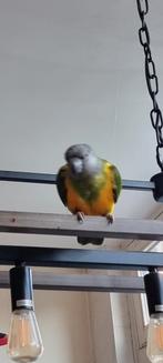 Tamme bonte boer., Vrouwelijk, Papegaai, Geringd